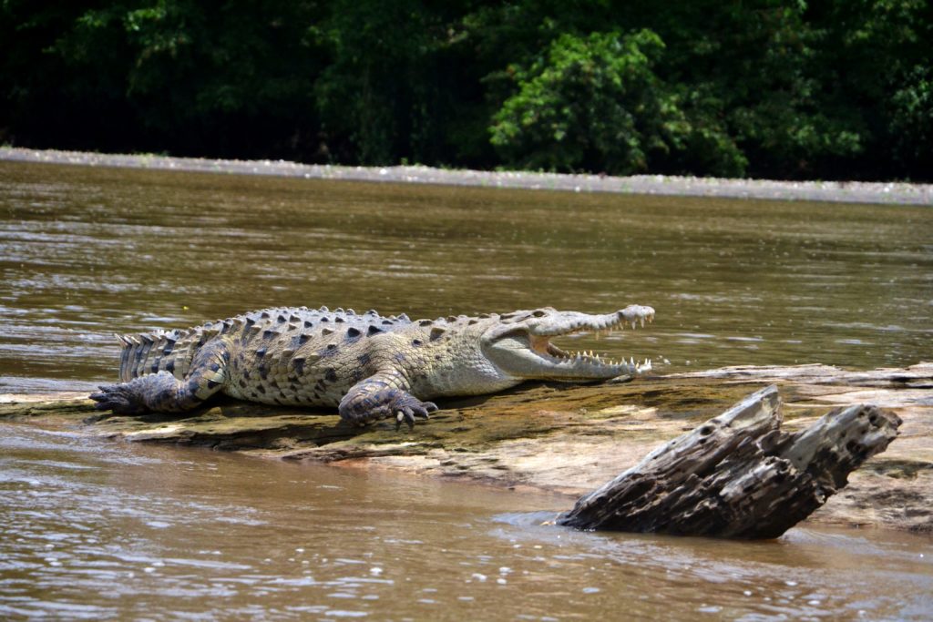 Crocodile américain Costa Rica