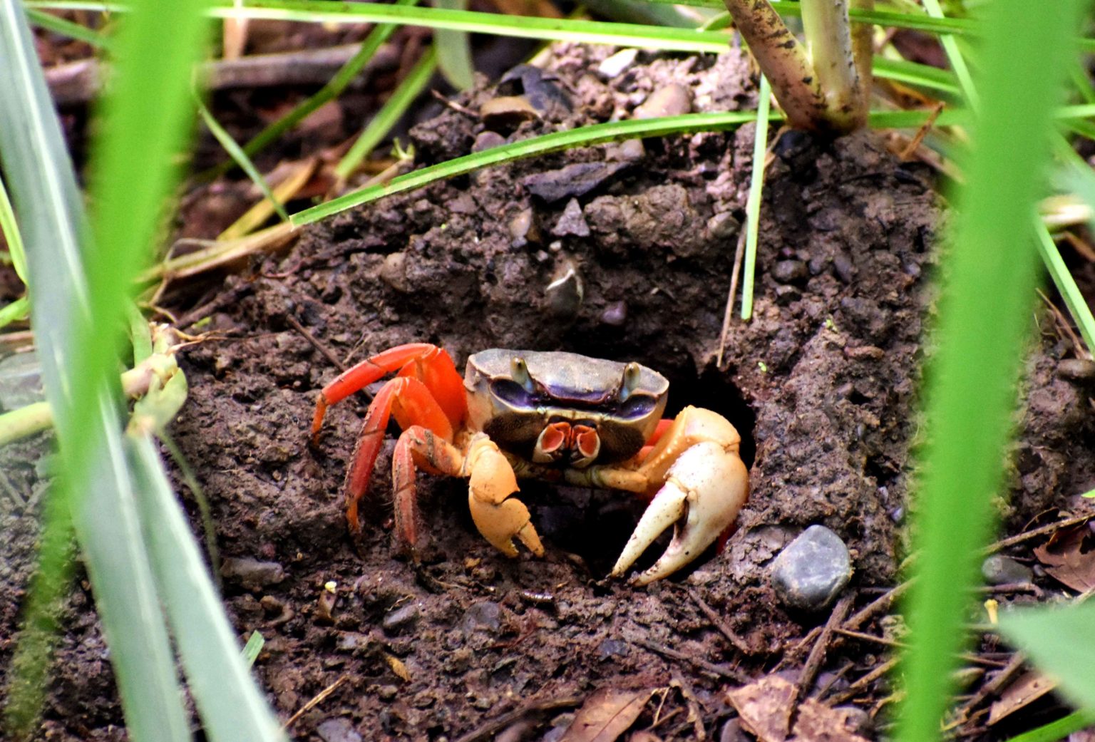 Crabe des mangroves - Slow Tourisme Costa Rica