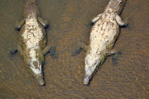 crocodile-rio-tarcoles-costa-rica-tour-pont