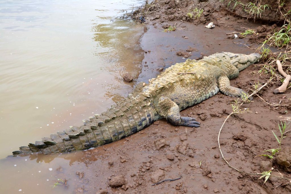 Crocodile tour de bateau sur le rio Tarcoles