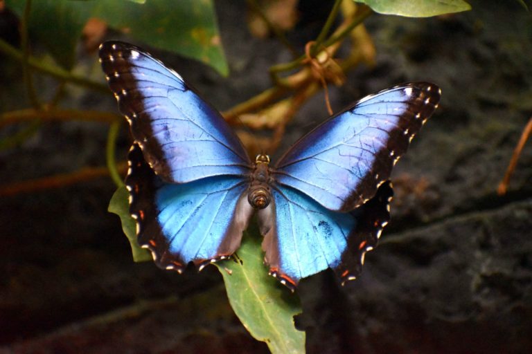 Papillon Blue Morpho bleu Costa Rica