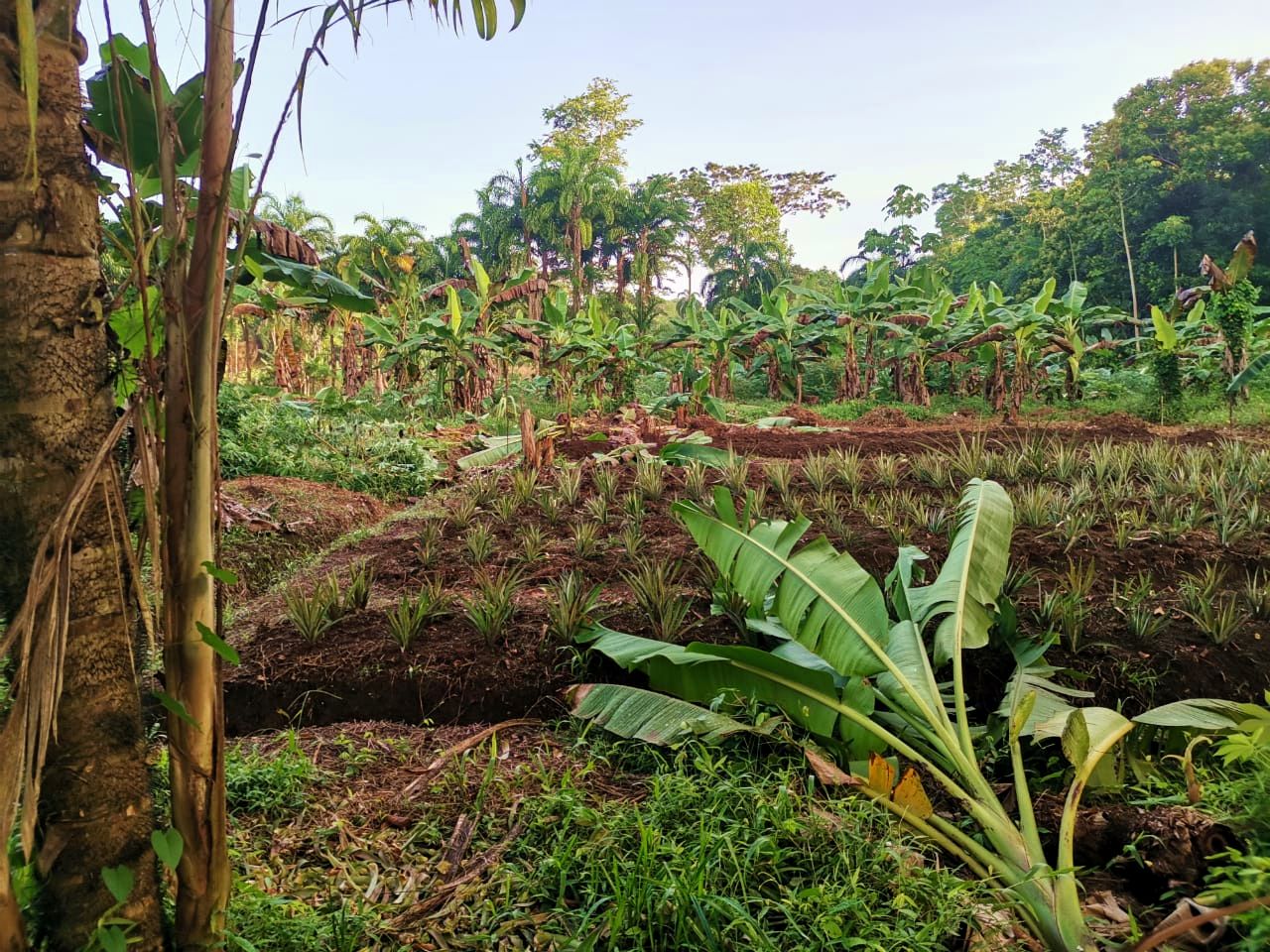 projet Kanaki Gandoca champs bananes