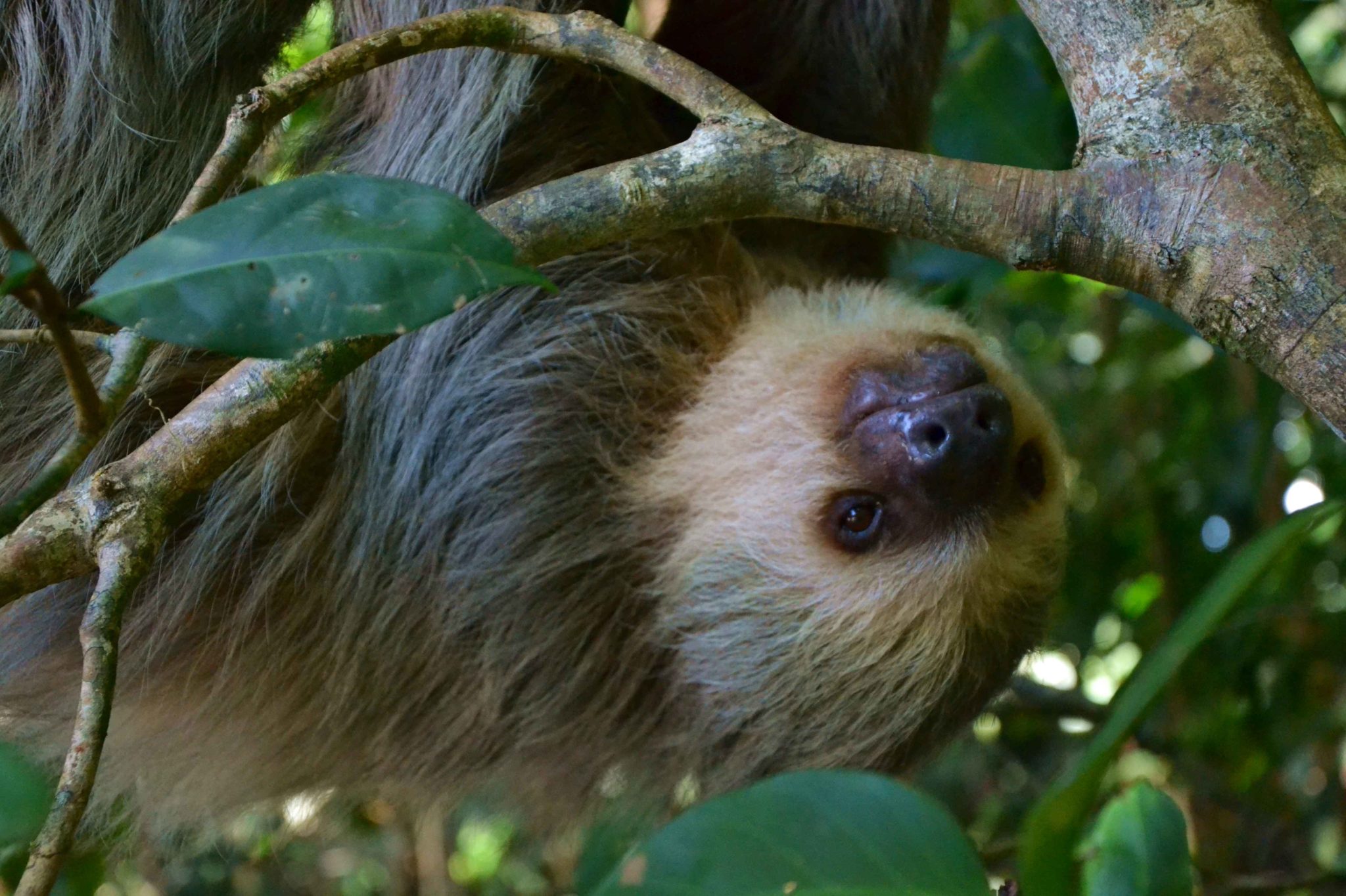 Paresseux Unau d'Hoffmann - Slow Tourisme Costa Rica