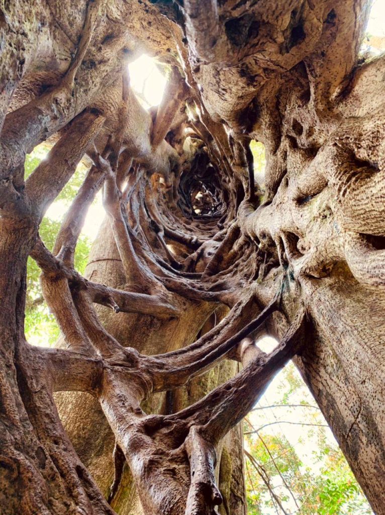 Ficus étrangleur Monteverde