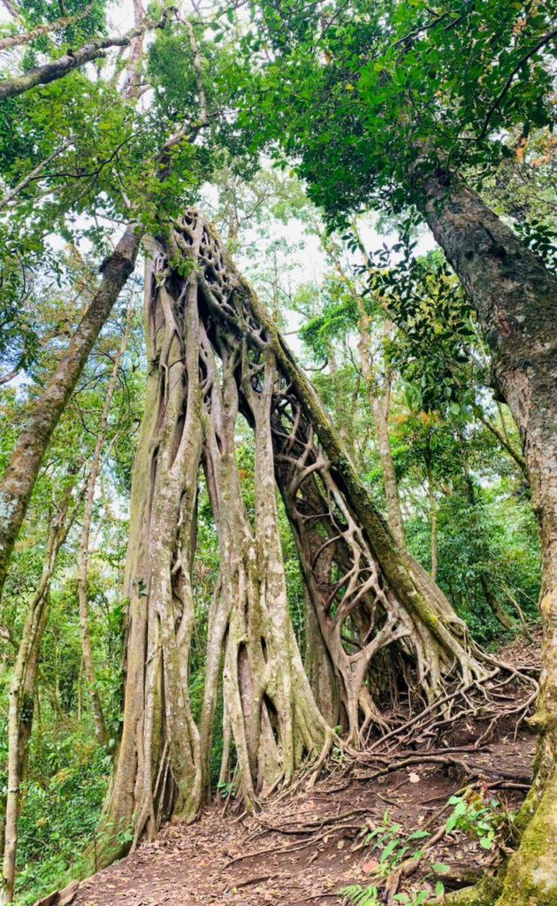 Les forêts tropicales du Costa Rica abritent plus de 5% de la biodiversité mondiale et parmi elles, de nombreux arbres extraordinaires. Les guanacastes, et leur ombre salvatrice, ont même donné le nom à une région. Le coulequin (guarumo) est l’habituel refuge des toucans et des paresseux. Et il vaut mieux ne pas se frotter aux épines du Pochote sous peine de s’en souvenir de longues semaines ! Pourtant, un arbre dénote encore plus parmi tous les autres par son comportement prédateur, le ficus étrangleur (matapalo). Ainsi, ce ficus a besoin d’un autre arbre pour croître. Il grandit très vite en enlassant sa proie qui au fil des années, mourra sous la pression exercée. Le tronc initial disparait alors sous l’effet de la putréfaction et ne laisse plus que le ficus étrangleur. Le résultat s’avère alors extraordinaire. Le Ficus qui avait poussé autour du premier arbre, sous forme de lianes, présente désormais un tronc gigantesque mais vide et parsemé d’ouvertures. L’arbre devient alors une véritable échelle naturelle, qu’il est fort agréable de gravir ! Monteverde abrite plusieurs de ces spécimens et il est possible d’en observer et escalader un très facilement, et gratuitement. Il se trouve en face de l’entrée du Cloud forest Lodge. Vous aurez alors l’opportunité de l’escalader et de vivre une expérience unique, dans un arbre, au cœur de la canopée ! Cliquez ici pour retrouver la position GPS du site.