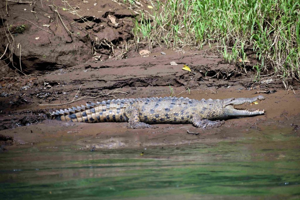 Crocodile Rio Sarapiqui