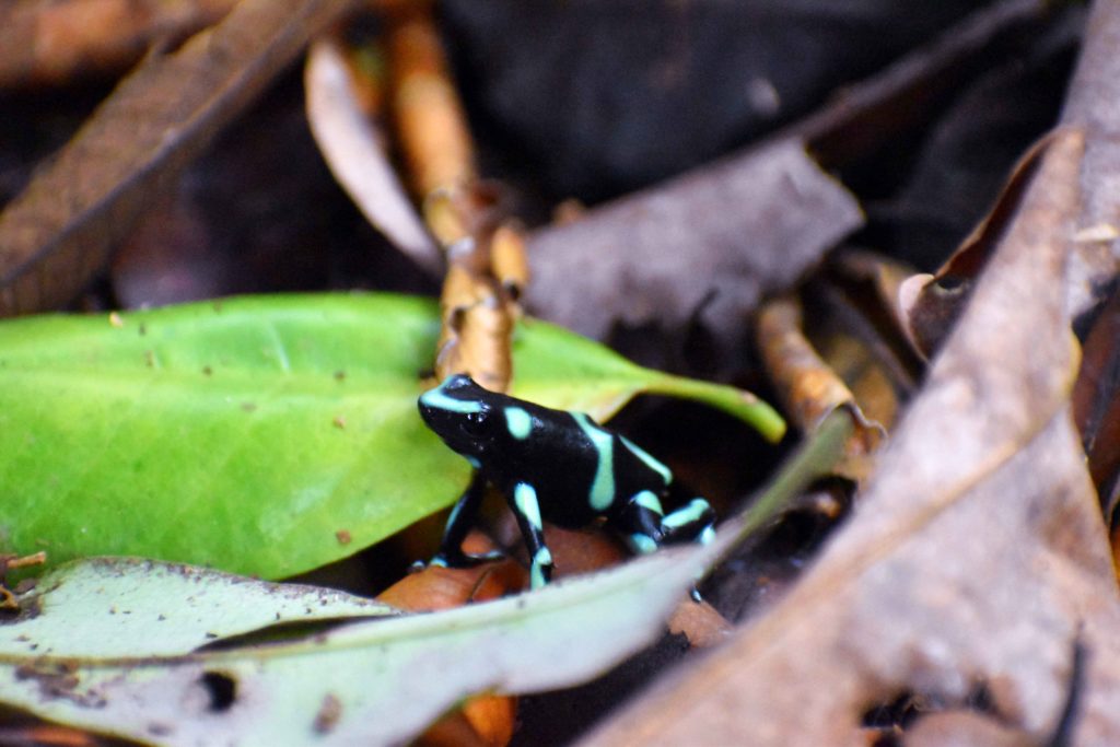 Green and dark poison frog