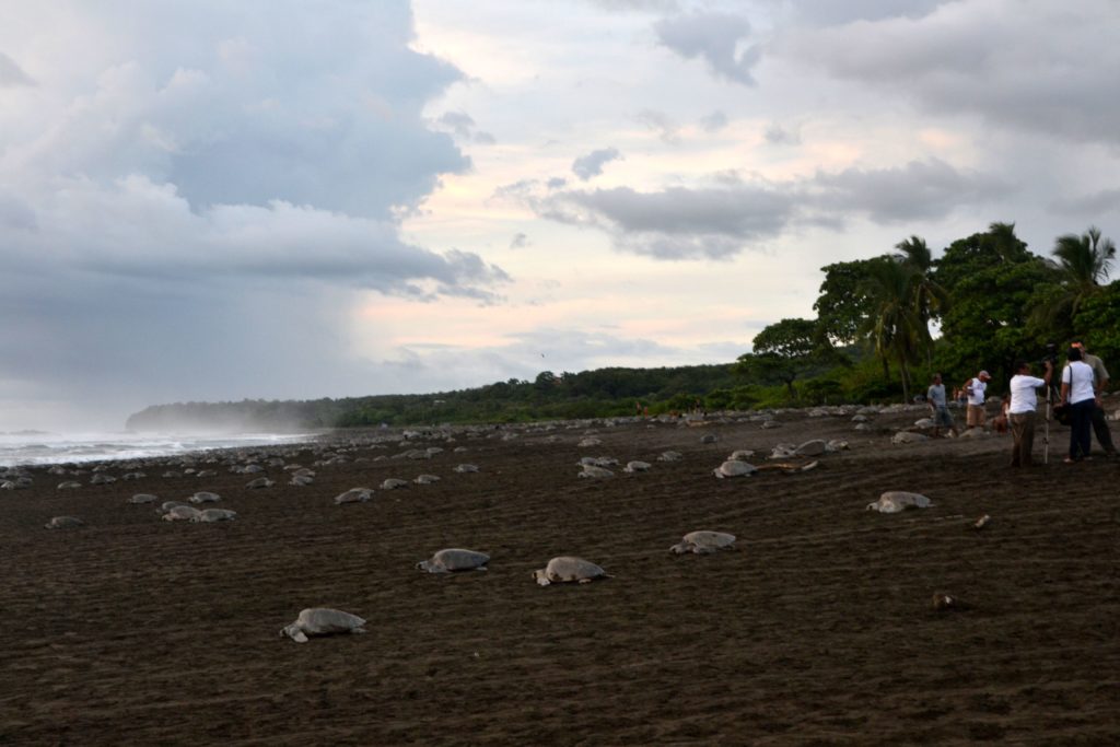 Arribada de tortues plage d'Ostional
