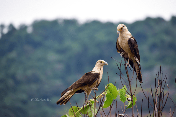 Faucons Caracara à tête jaune