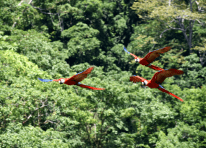 Aras rouges Tarcoles Jaco