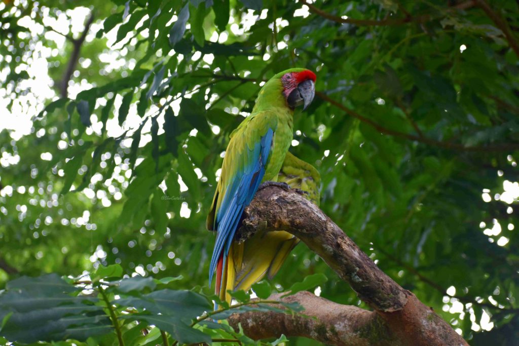 Ara vert Ara Manzanillo