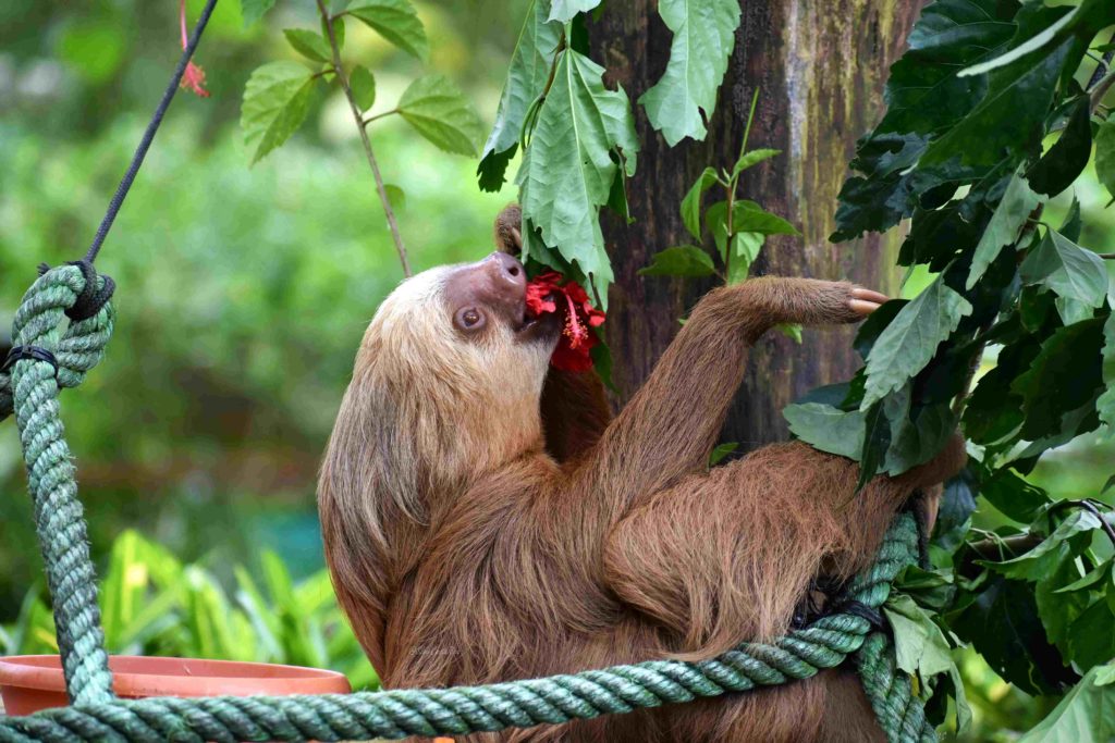 Paresseux Jaguar rescue center Puerto Viejo