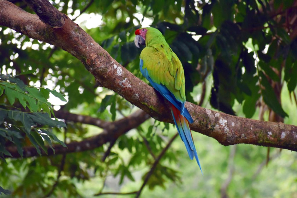 Ara vert Costa Rica