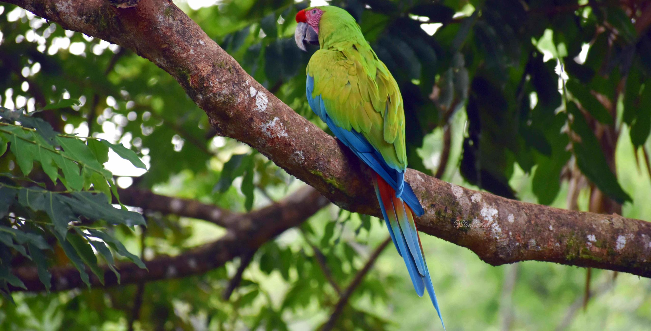 Ara vert de dos Costa Rica