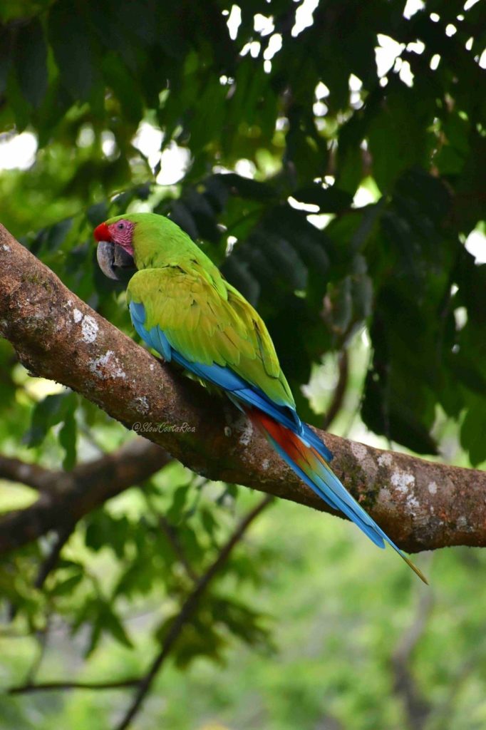 Ara vert Costa Rica